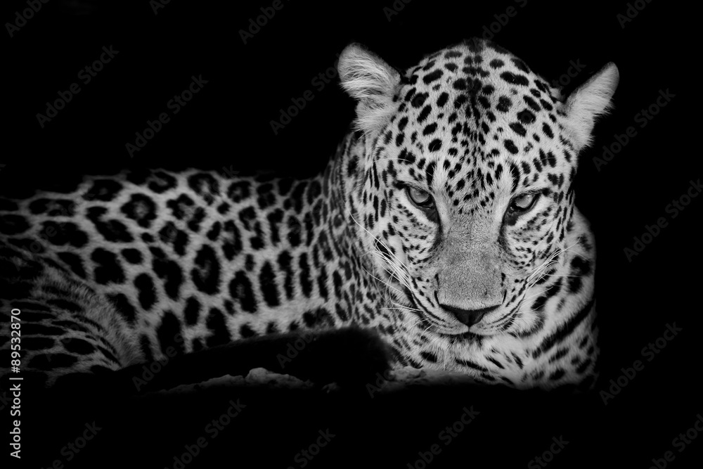 Fototapeta premium black & white Leopard portrait isolate on black background