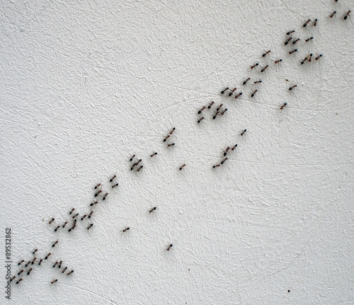 Top view of the chain of ants