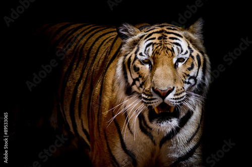 Close up tiger growl - isolated on black background