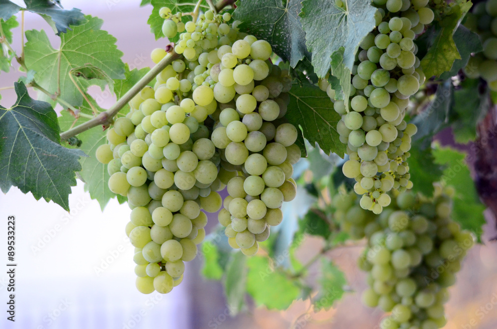 Grapes on the Vine just before harvest Grapes on the Vine just before harvest