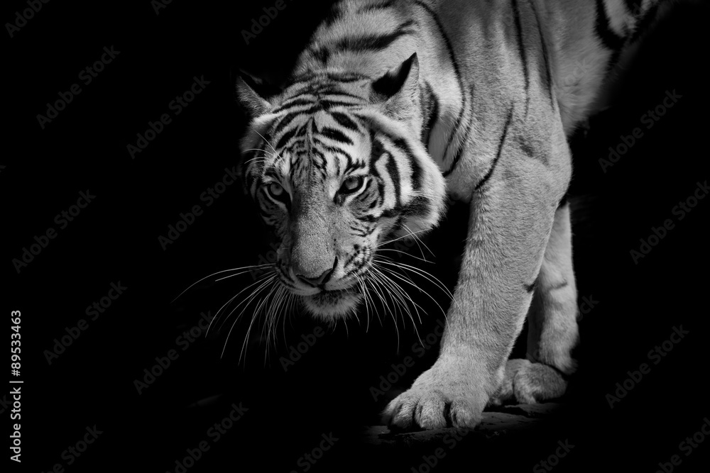Fototapeta premium czarno-biały tygrys chodzenia krok po kroku na czarnym tle