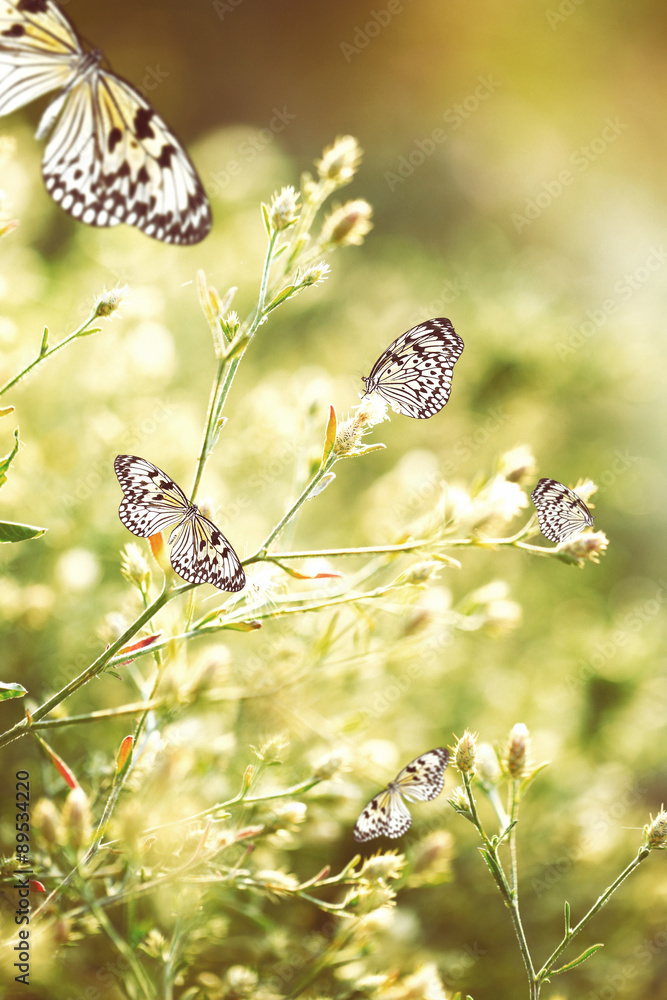 Fototapeta premium Beautiful butterflies on wildflowers