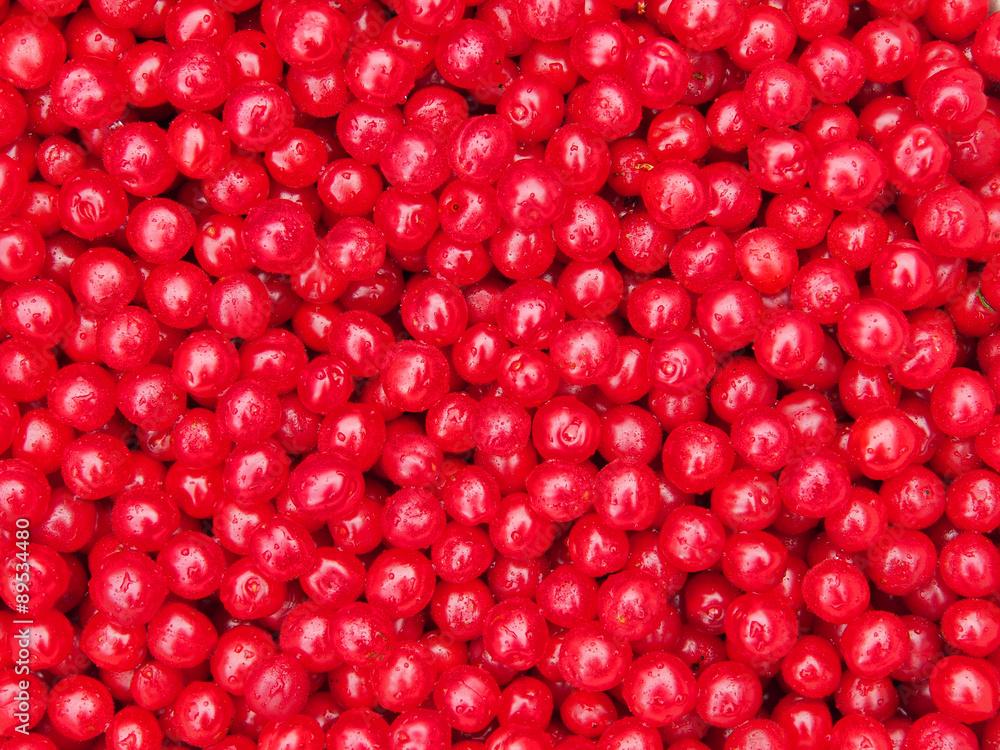 Nanking Cherry Fruits Background Nanking Cherry Fruits Background