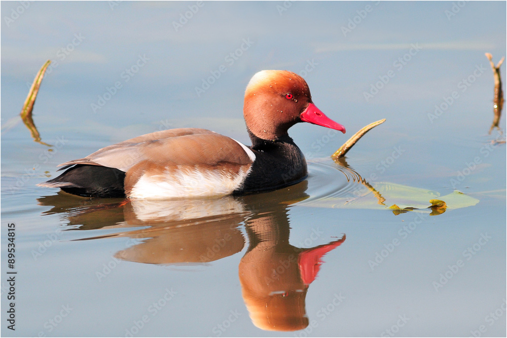 nette rousse nette rousse