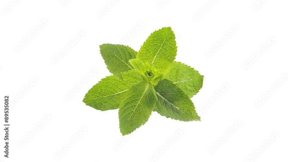 Fresh Mint Sprig Stock Video | Adobe Stock