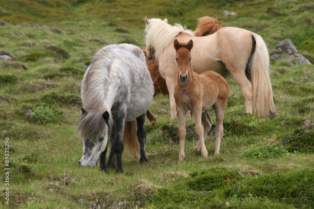 Islandpferdefamilie Islandpferdefamilie