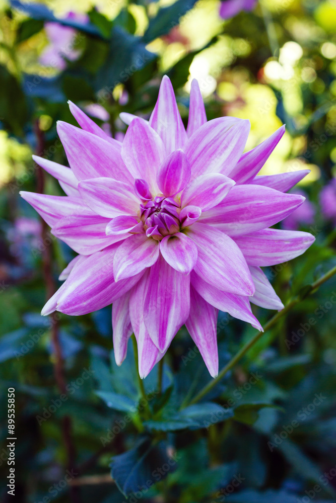 Dahlia Dahlia