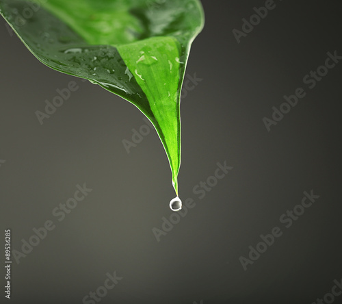 Green leaf with droplets