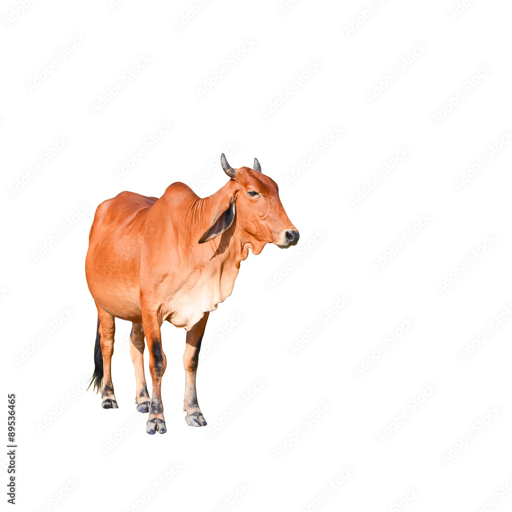Isolated brown cow on the white background, animal