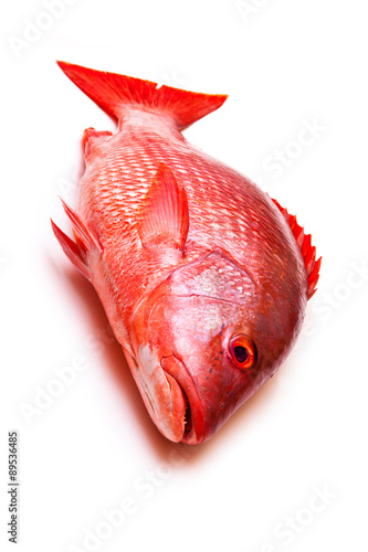 Northern Red Snapper Lutjanus campechanusfish isolated on a white background.