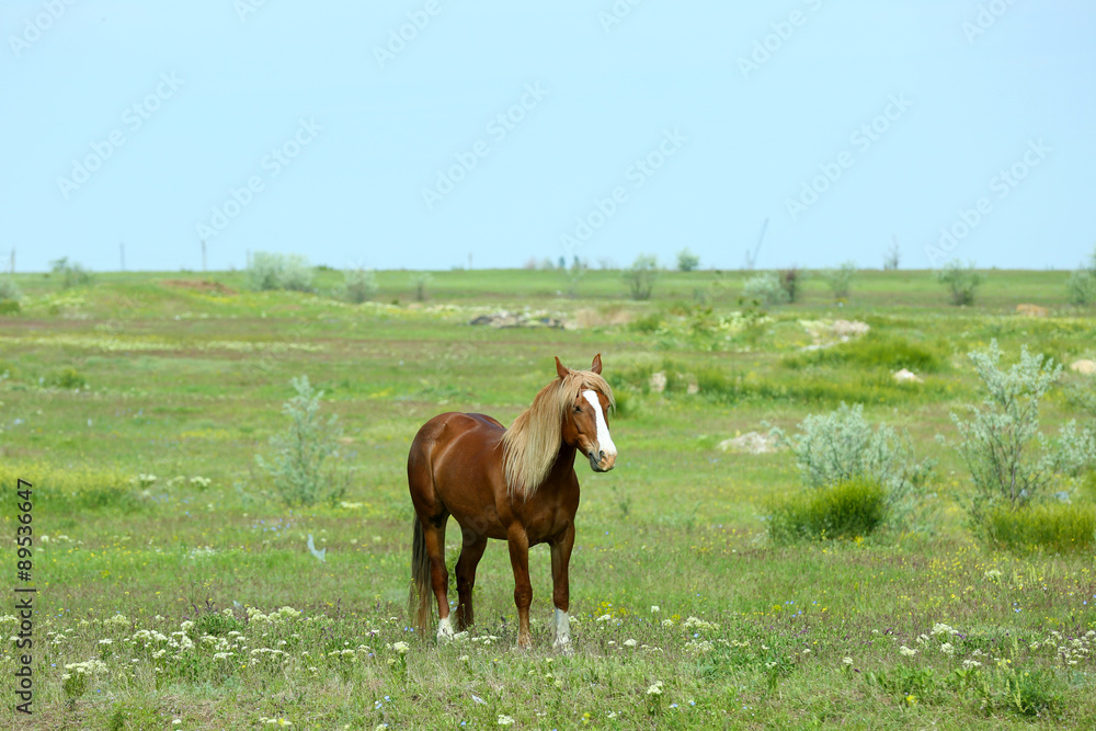 Fototapeta premium Beautiful brown horse grazing on meadow