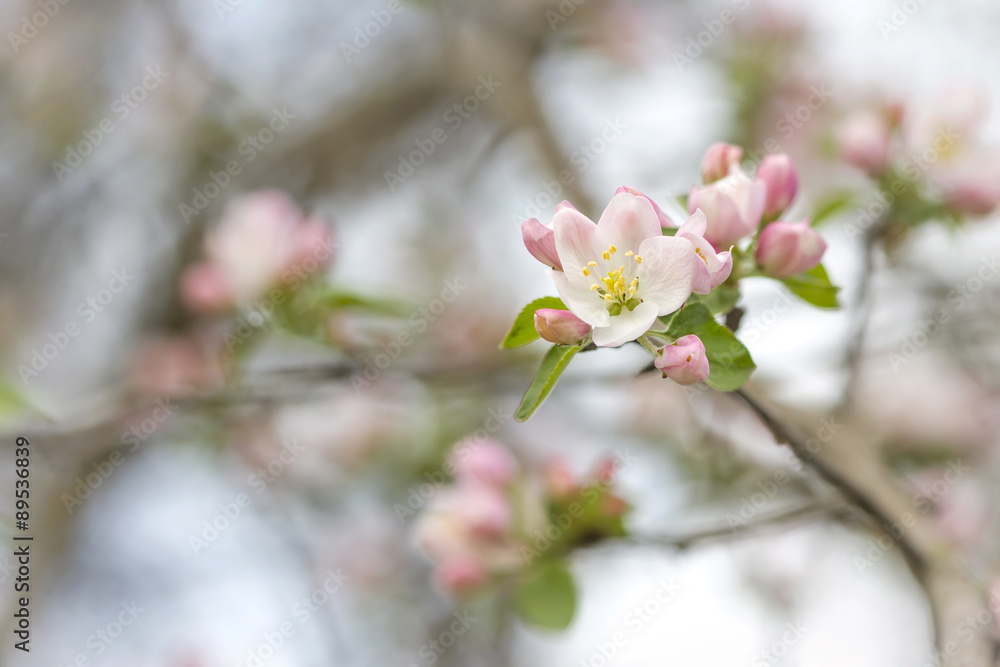 branch of apple blossoms colorful spring soft blur background branch of apple blossoms colorful spring soft blur background