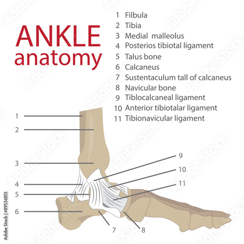 vector illustration of human ankle anatomy. bones and tendons.