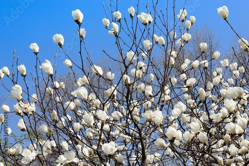 White magnolia blossom in spring time