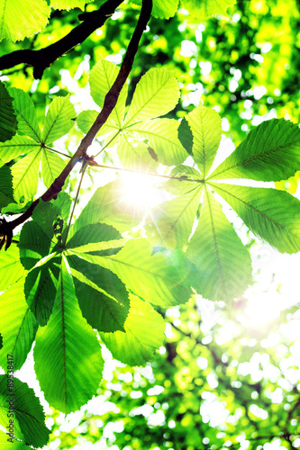 Chestnut leaves with sun