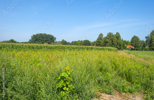 Wild flowers growing in a field in summer photo