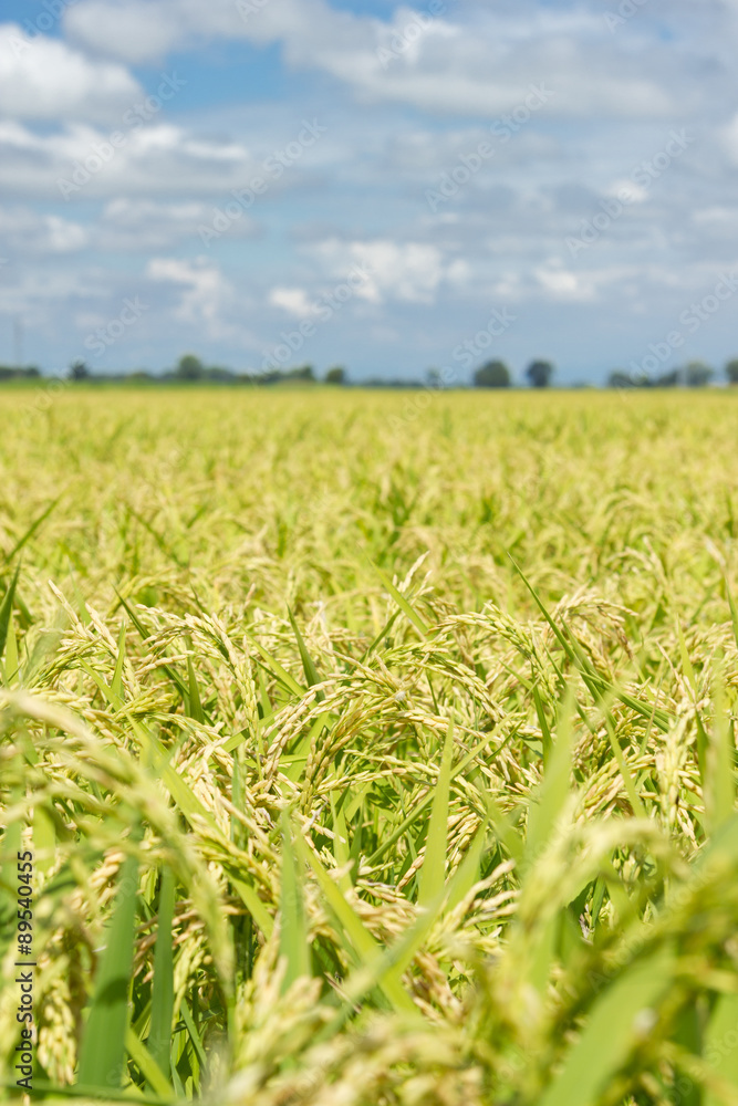Rice field in a cloudy blue sky