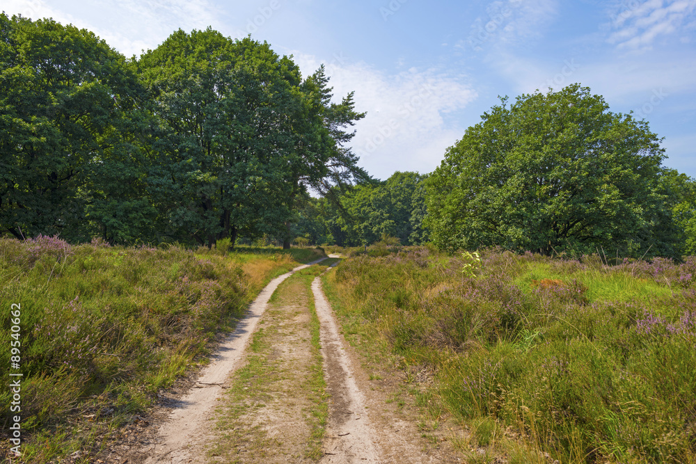 Dirt track through a field with heather in summer