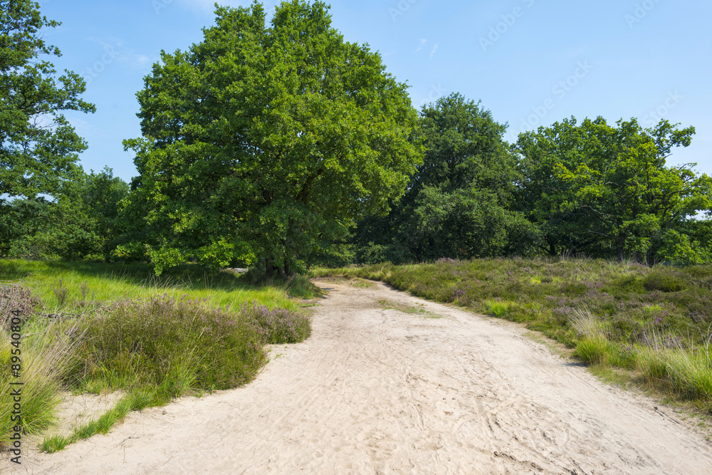 Dirt track through a field with heather in summer Dirt track through a field with heather in summer