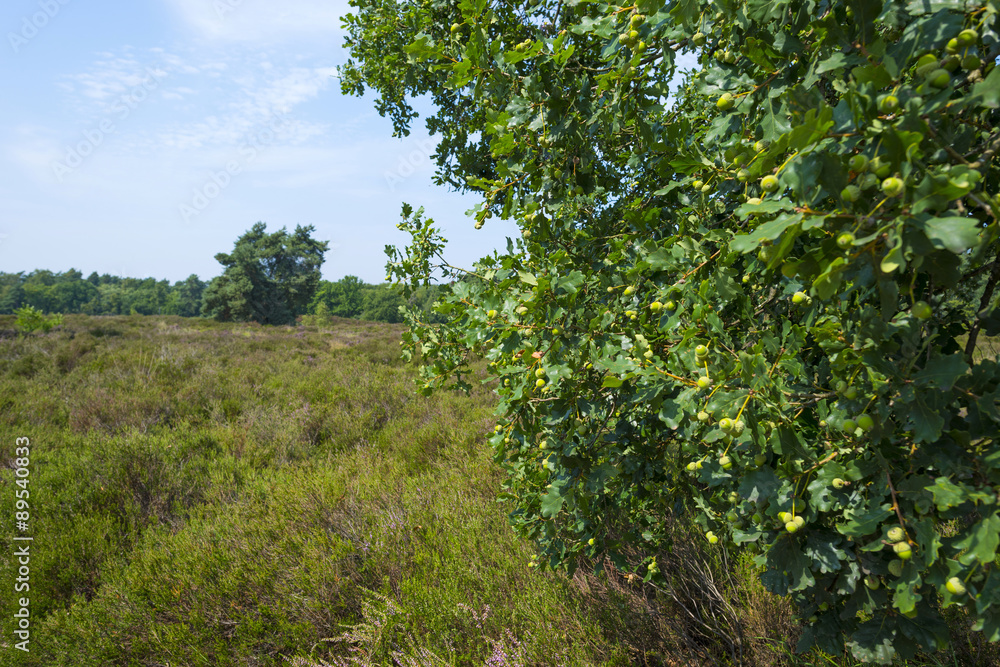 Clearing with blooming heather in a forest 