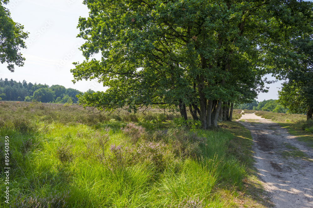 Fototapeta premium Dirt track through a field with heather in summer