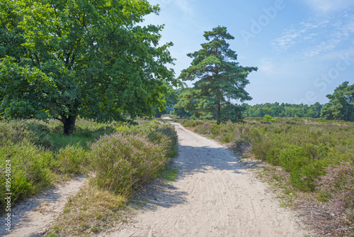 Dirt track through a field with heather in summer