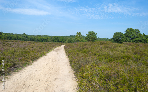 Dirt track through a field with heather in summer