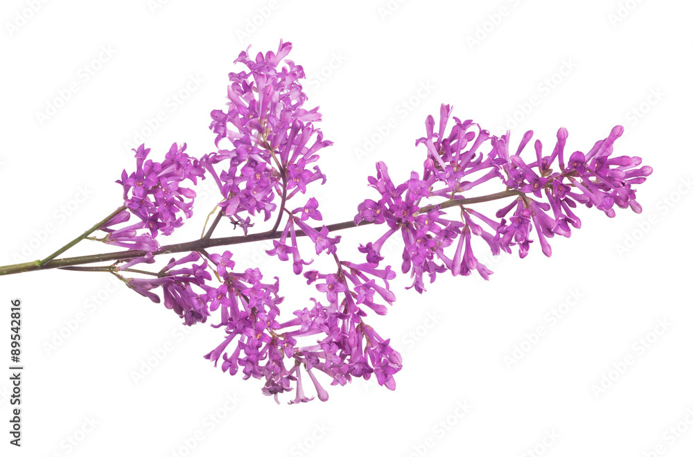 purple isolated small lilac flowers