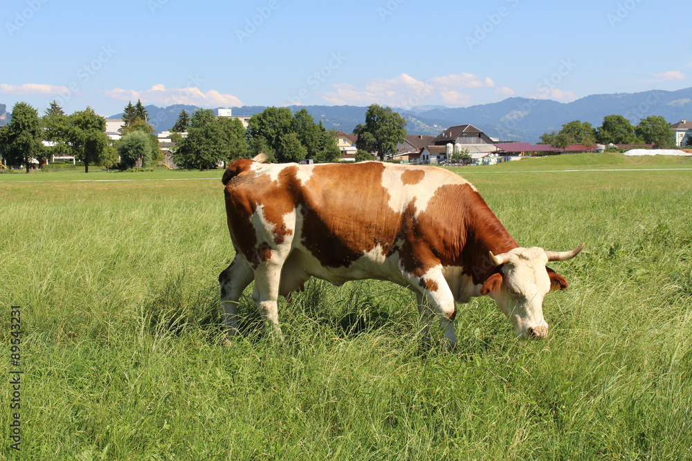 A cow is grazing on green meadow in Hard, Vorarlberg, Austria.