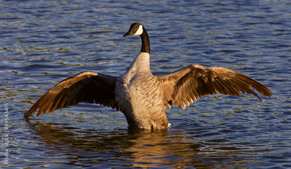 Fototapeta premium Very beautiful Canada goose spreads his wings