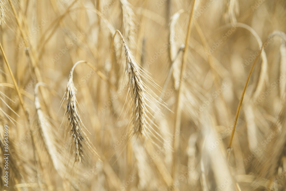 Fototapeta premium wheat