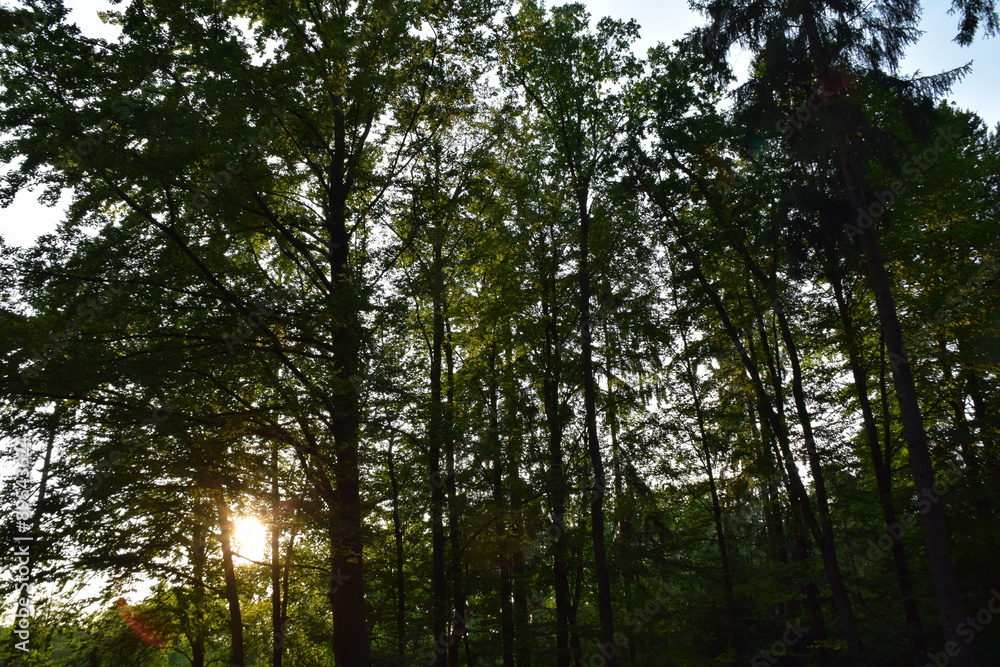 Wald am Abend Wald am Abend