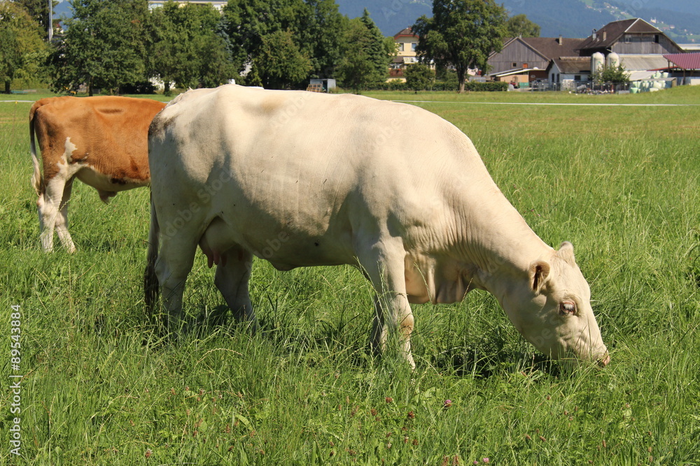 Cows are grazing on green meadow in Hard, Vorarlberg, Austria. Cows are grazing on green meadow in Hard, Vorarlberg, Austria.