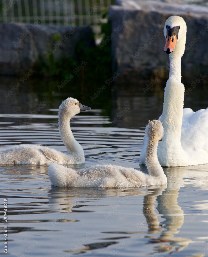 Obraz premium Weird swan