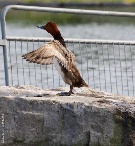 The redhead duck is trying to hug someone