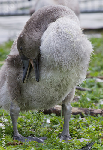 The close-up of the young swan
