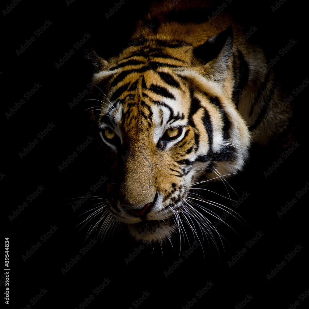 Schlüsselanhänger Tiger Tier  V2 