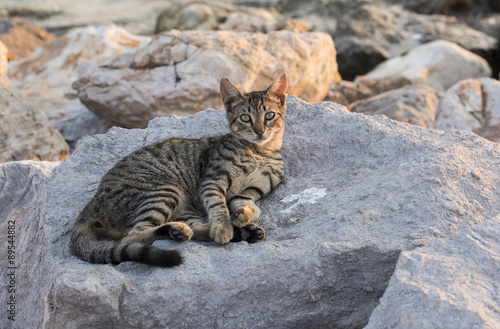 Kedi © Esin Deniz