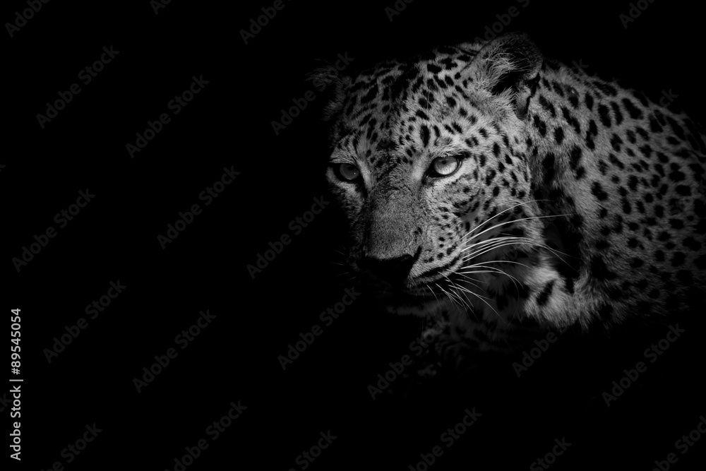 Naklejka premium czarno-biały portret Leopard izolować na czarnym tle