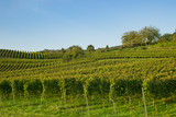 vineyard southern germany, mountain road, heppenheim, bensheim