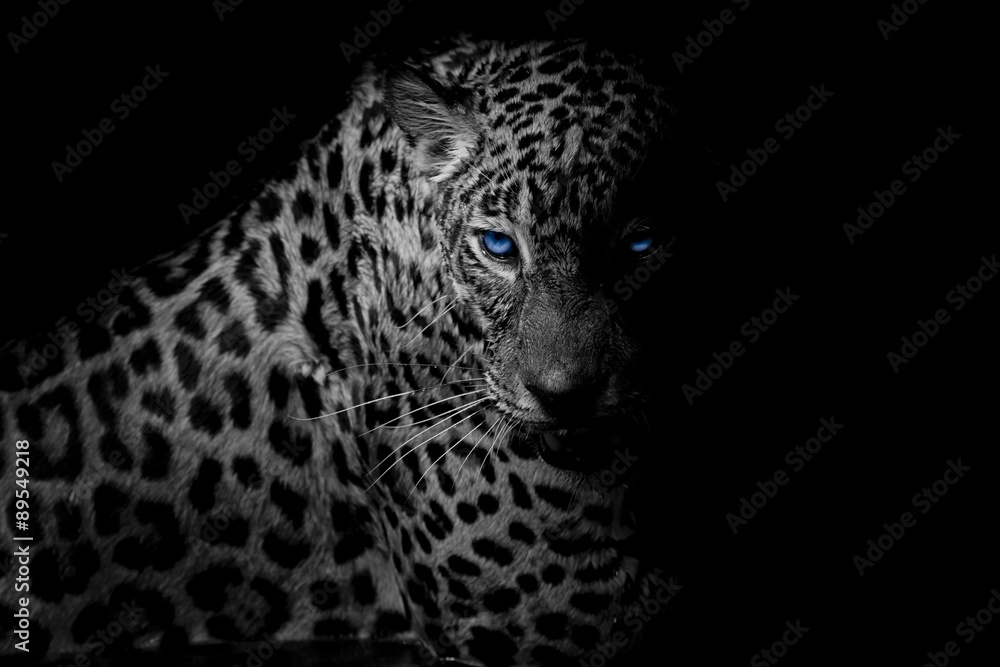 Obraz premium czarno-biały portret Leopard izolować na czarnym tle