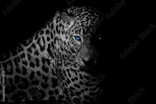 czarno-biały portret Leopard izolować na czarnym tle