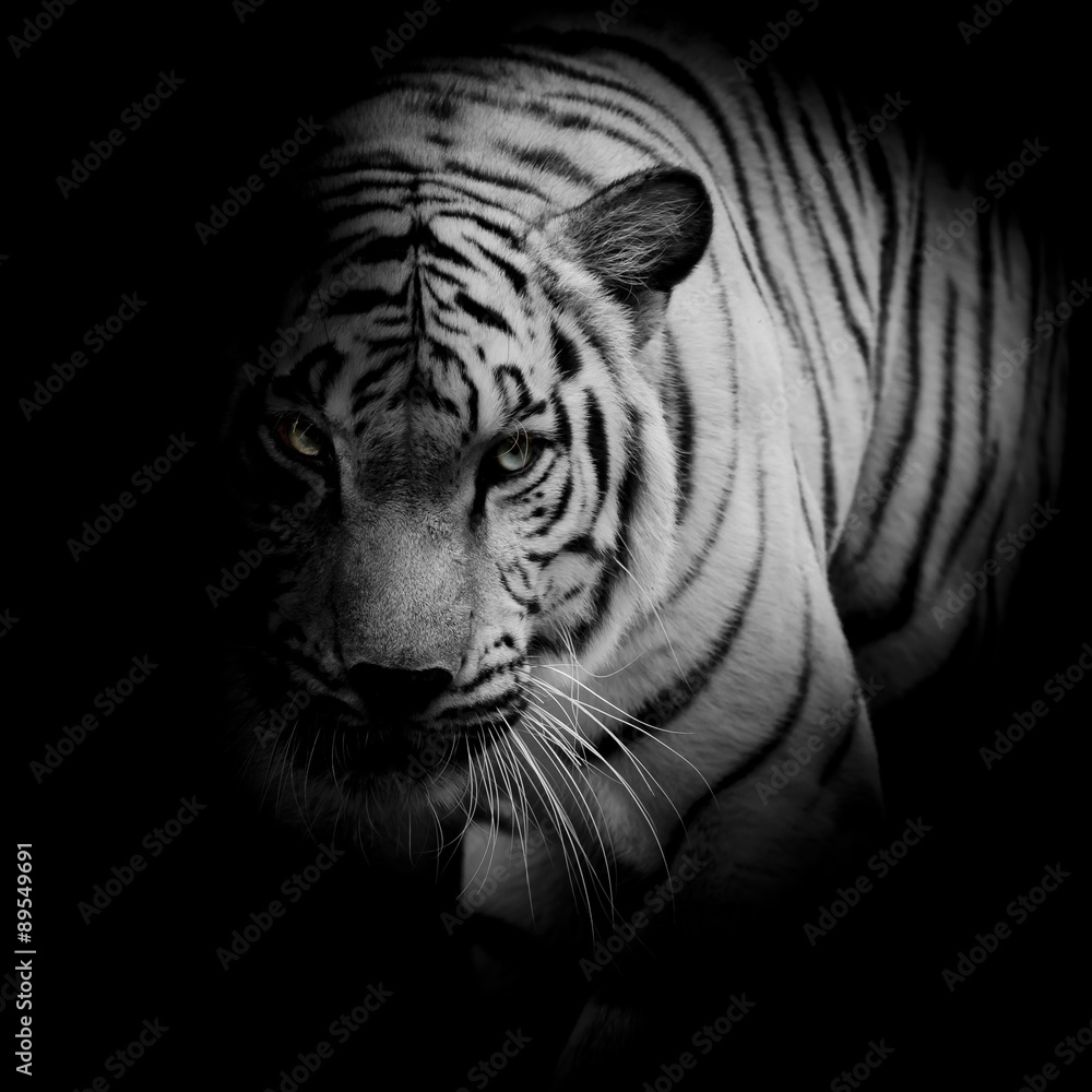 Naklejka premium Biały tygrys odizolowywający na czarnym tle