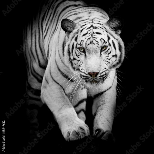 White tiger jumping isolated on black background