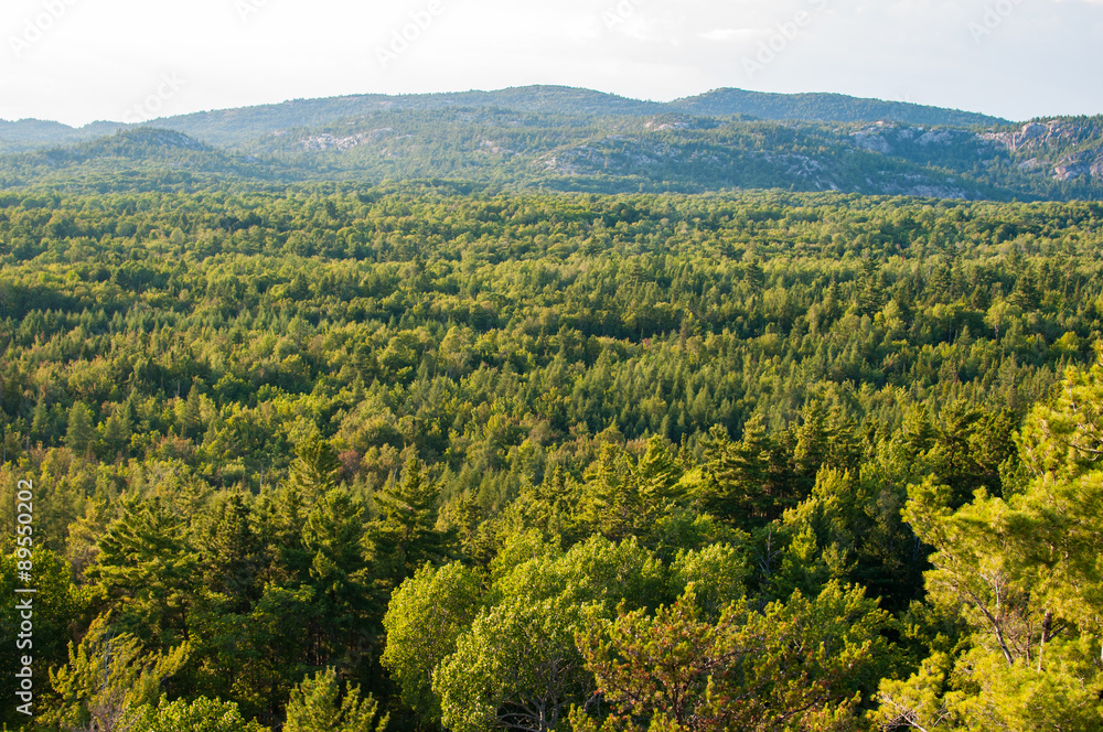 miles of tree tops taken from a hike lookout miles of tree tops taken from a hike lookout