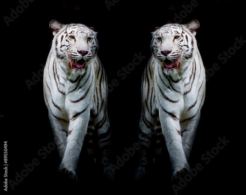 Fototapeta Naklejka Na Ścianę i Meble -  Twin white tigers are walking isolated on black background