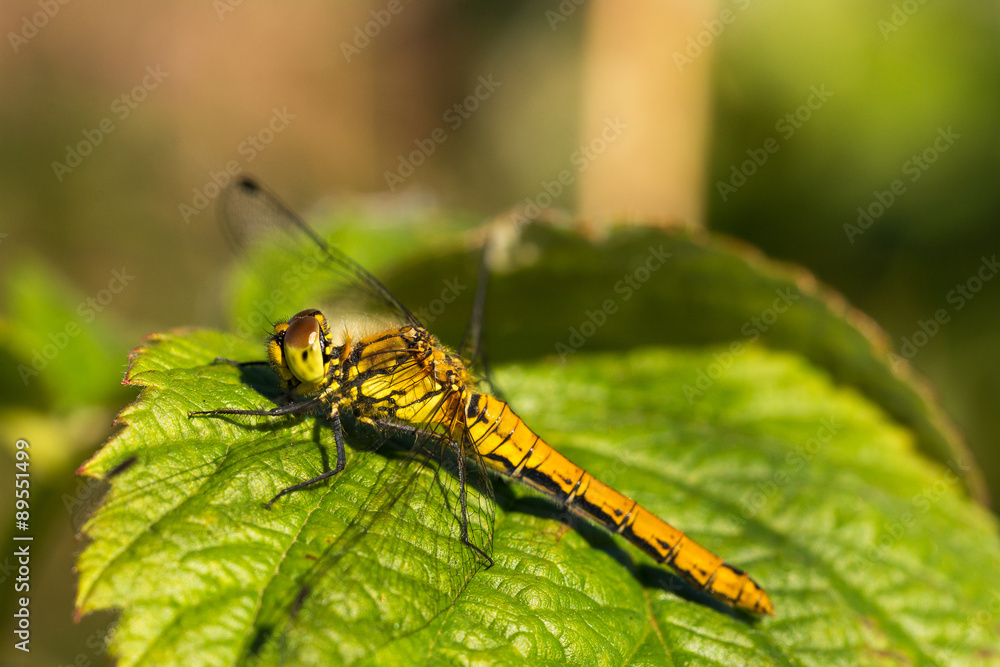 Naklejka premium Libelle