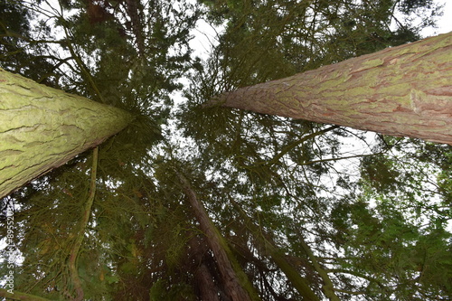 Urweltmammutbaum in ungewöhnlicher Perspektive photo