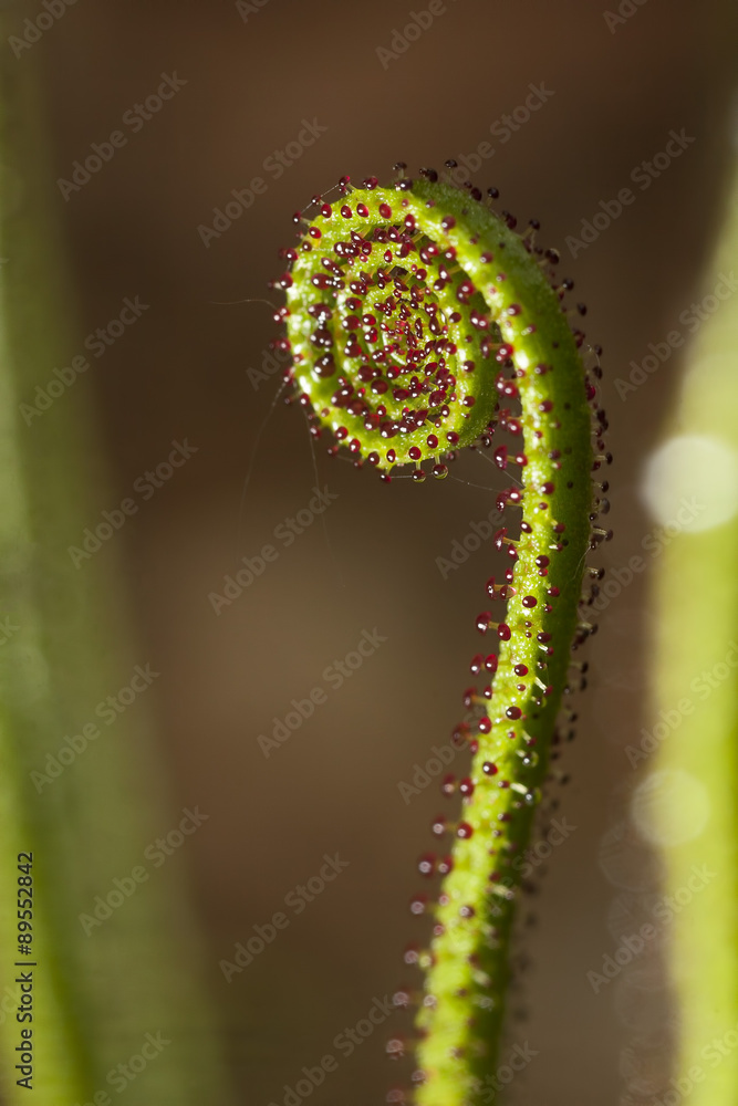 Naklejka premium Detalle de planta insectívora en el P.N. Los Alcornocales.