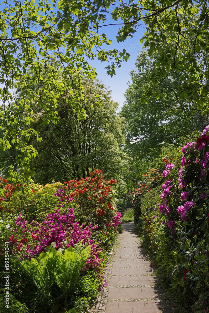 blühende Rhododendren und Azaleen, Weg im Park